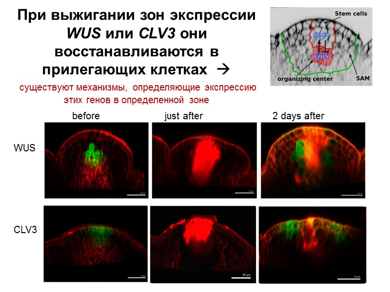WUS       CLV3 before     